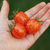 Cherry Bumblebee