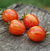 Cherry Bumblebee - tienda online
