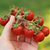 Cherry Cereza Sueco - LA HUERTA ORGÁNICA SEMILLAS