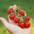 Cherry Cereza Sueco