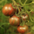 Tomate Violet Jasper - tienda online