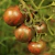 Tomate Violet Jasper - tienda online