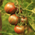 Tomate Violet Jasper - LA HUERTA ORGÁNICA SEMILLAS
