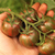 Tomate Violet Jasper - comprar online