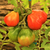 Tomate Ivan Kupala