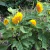 Girasol Teddy Enano - comprar online