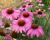 Echinacea Purpurea