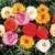 Portulaca Doble