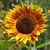 Girasol Music Box