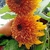 Girasol Ojo de Tigre Mix