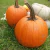 Calabaza Halloween - comprar online