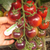 Imagen de Cherry Indigo Rose