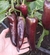 Pimiento Marconi Purple - comprar online