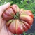 Tomate Zapoteca Chocolate - comprar online
