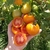 Tomate Zlatava - comprar online