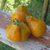 Tomate Japanese Trifele