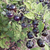 Tomate Bosque Blue en internet