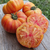 Tomate Lithium Sunset - comprar online