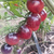 Cherry Painted Pink - LA HUERTA ORGÁNICA SEMILLAS