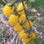 Cherry Lemon Jelly Bean en internet
