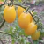 Cherry Lemon Jelly Bean - LA HUERTA ORGÁNICA SEMILLAS