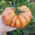 Tomate Lithium Sunset