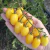 Cherry Lemon Jelly Bean - comprar online