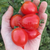 Cherry Geranium Kiss en internet