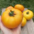 Tomate Golden Gipsy - tienda online