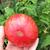 Tomate Firebird Sweet en internet