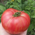 Tomate Firebird Sweet