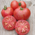 Tomate Firebird Sweet - LA HUERTA ORGÁNICA SEMILLAS