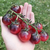 Cherry Painted Pink - tienda online