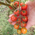 Cherry Dulcinea - comprar online