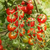 Cherry Dulcinea en internet