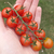 Cherry Dulcinea - LA HUERTA ORGÁNICA SEMILLAS