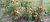 Imagen de Tomate Window Dwarf