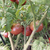 Tomate Velvet Night en internet