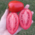Tomate Window Dwarf - tienda online