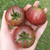 Tomate Velvet Night