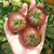 Tomate Velvet Night - LA HUERTA ORGÁNICA SEMILLAS