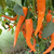 Ají Cayena Orange - LA HUERTA ORGÁNICA SEMILLAS