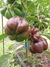 Pimiento Paprika Chocolate - comprar online