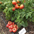Tomate Firebird Sweet - tienda online