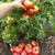 Imagen de Tomate Firebird Sweet
