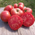 Tomate Firebird Sweet