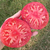 Tomate Firebird Sweet - comprar online