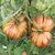 Tomate Zapoteca Chocolate en internet