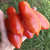 Tomate Strelka