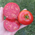Tomate Alenka